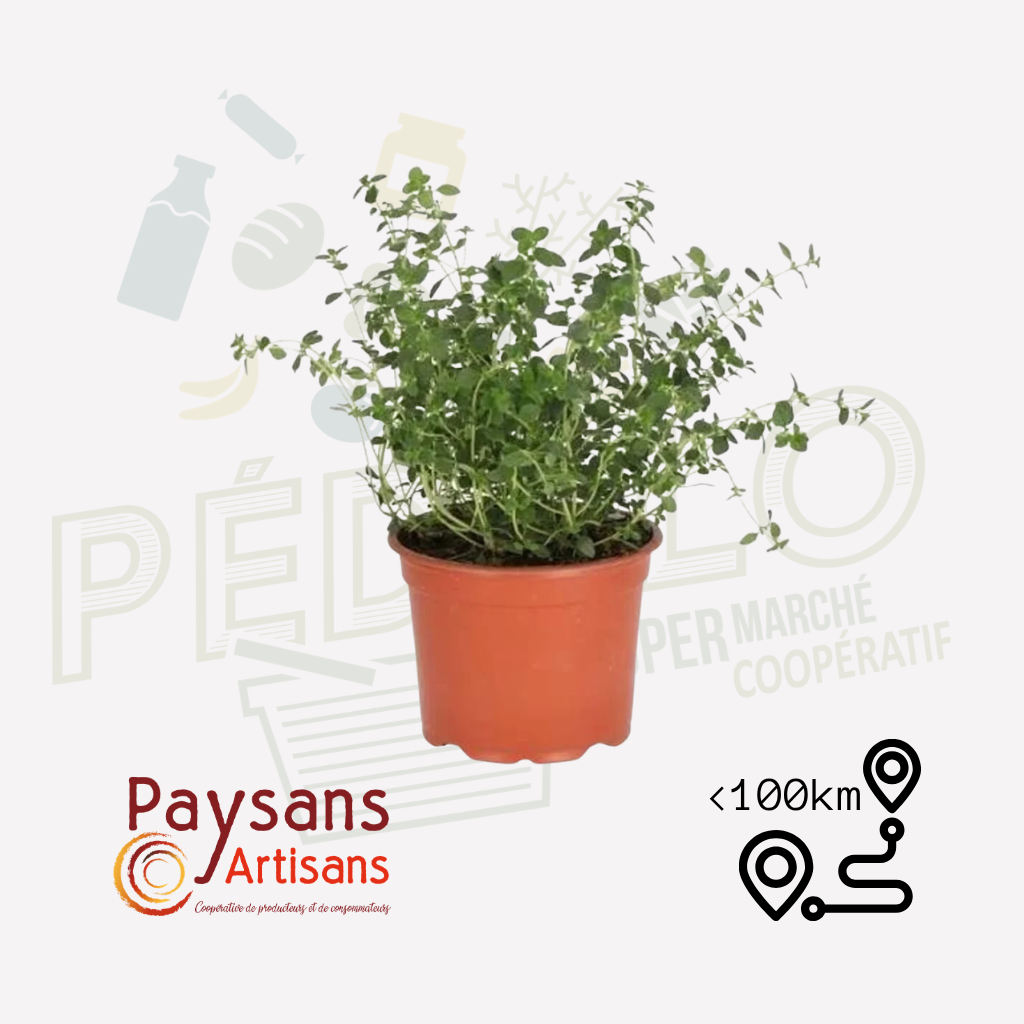Menthe citron vivace  - en pot de 1,5l