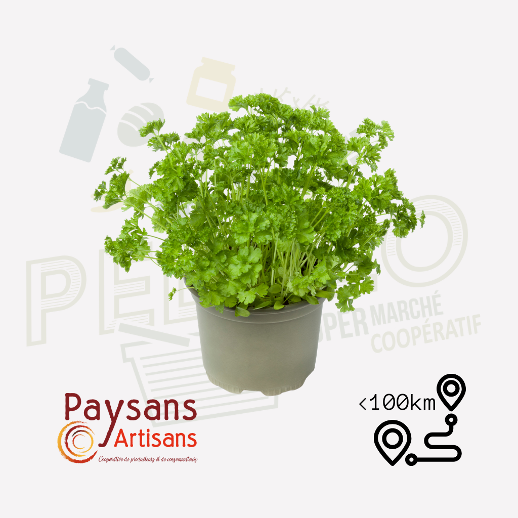 Persil plat - en pot de 9cm