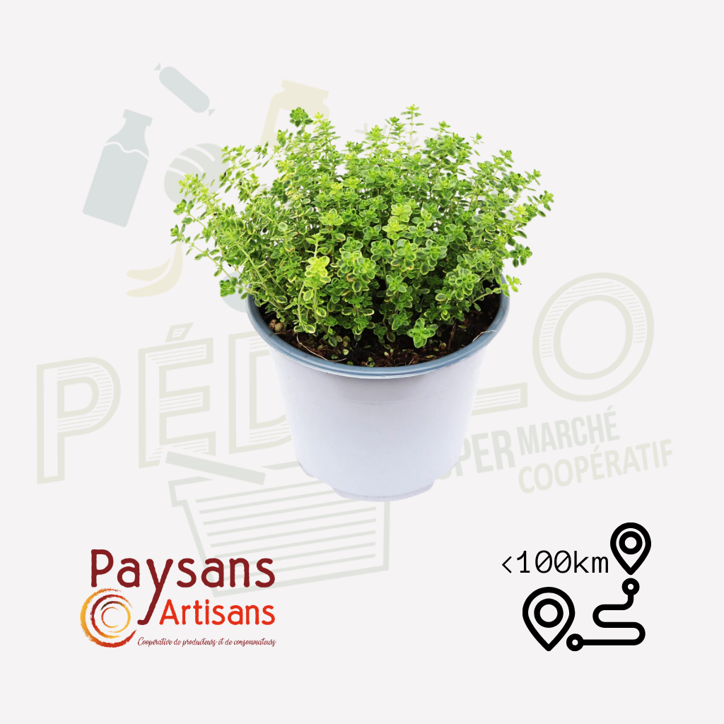 Thym citron en pot 1,5l