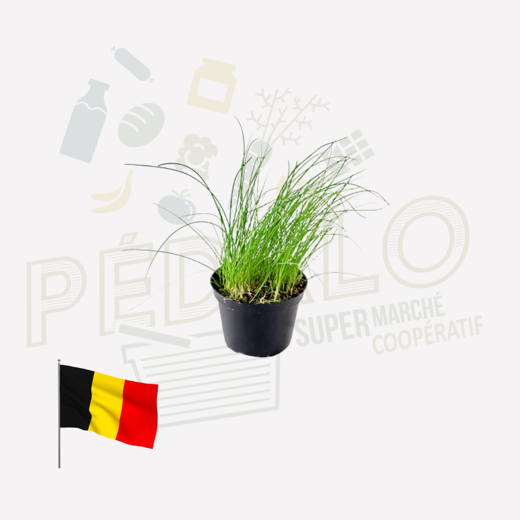 Ciboulette - en pot