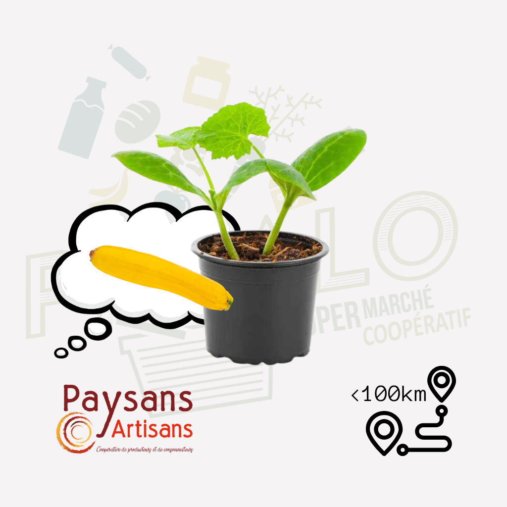 Plant - Courgette jaune