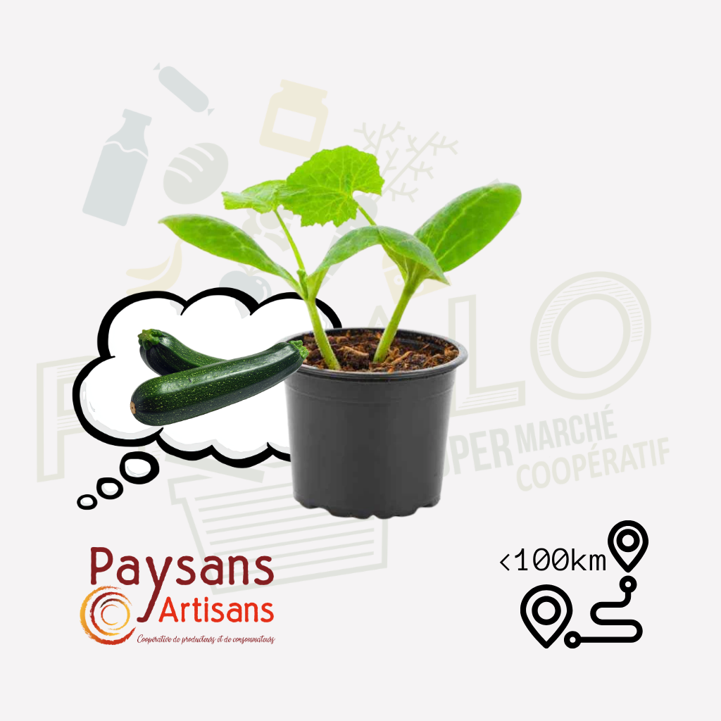 Plant - Courgette verte