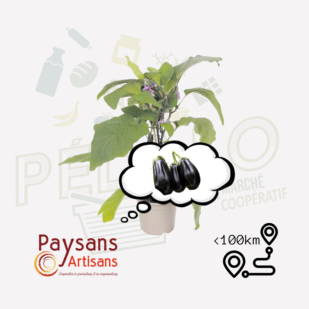 Plant - Aubergine Black Pearl