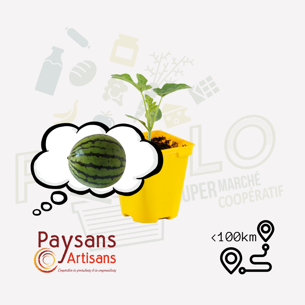Plant - Pastèque