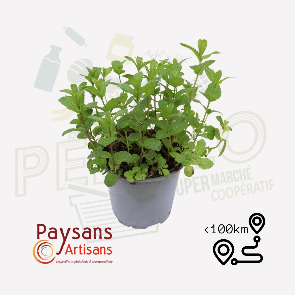 Menthe fraise  - en pot de 1,5l