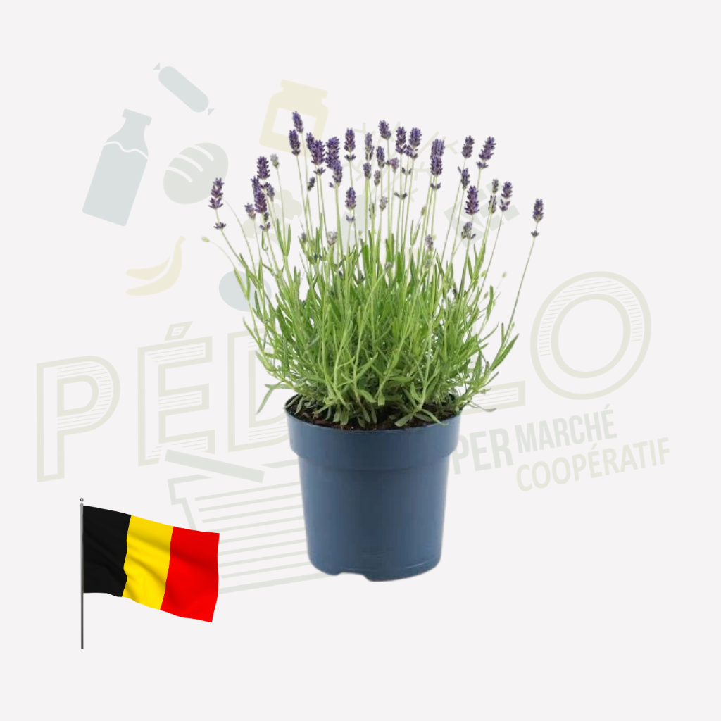 Lavande en pot BE