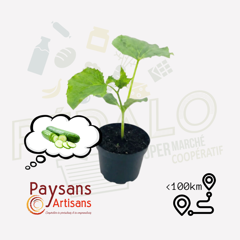 Plant - Concombre vert
