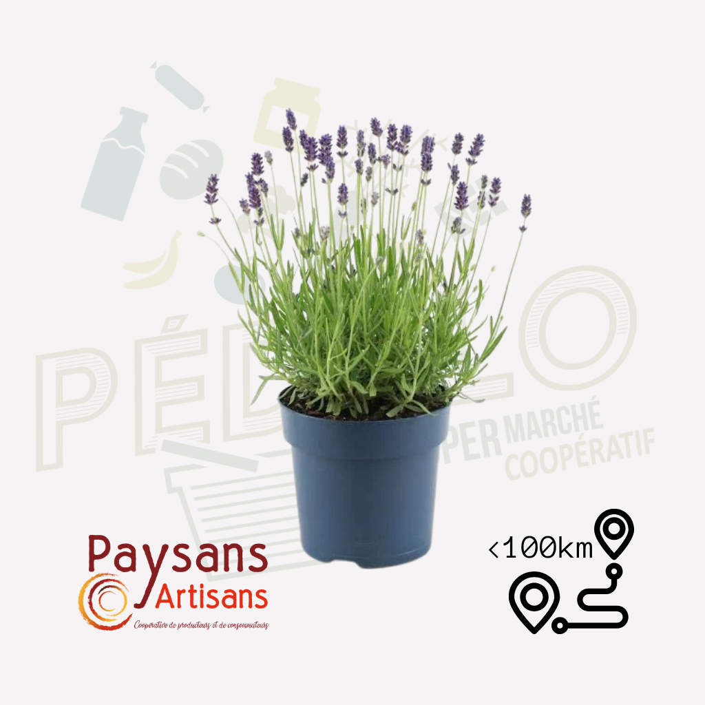 Lavande - en pot de 1,5l