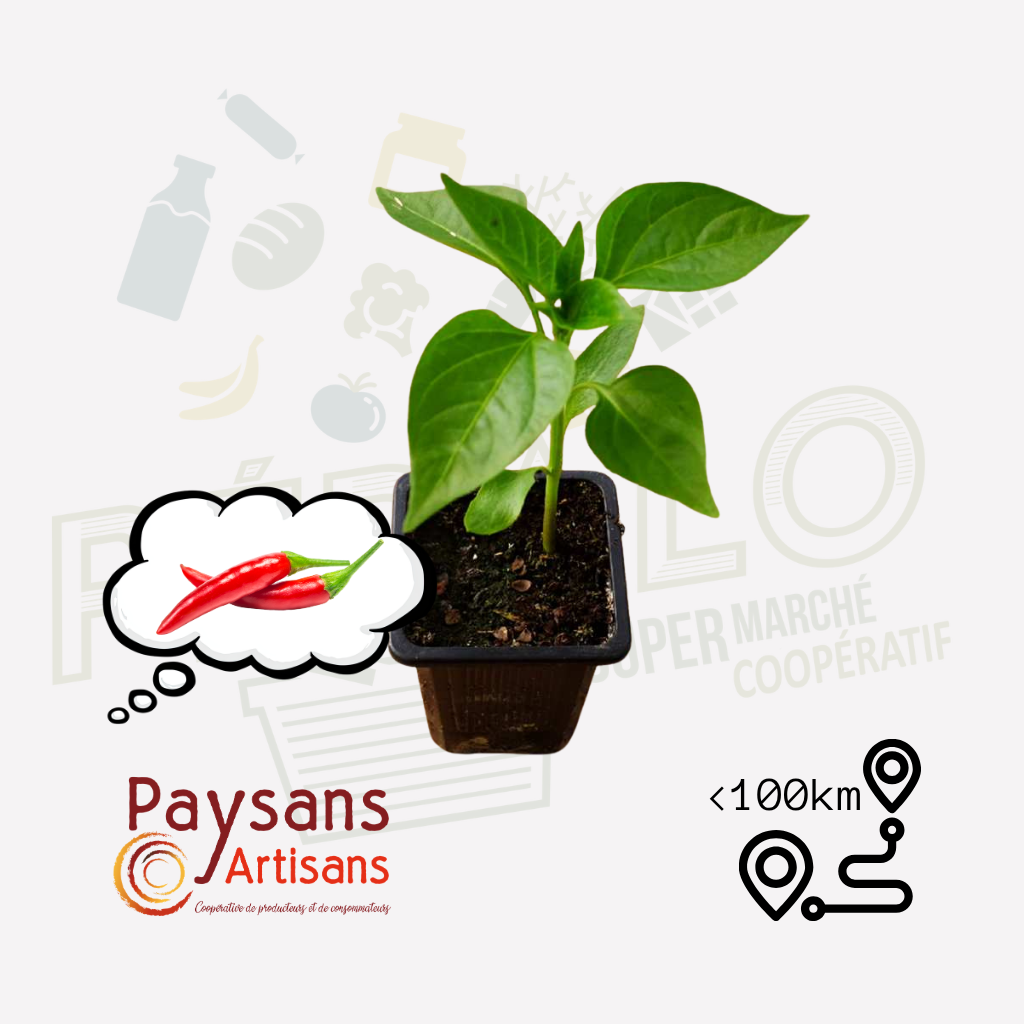 Plant - Piment d'espelette