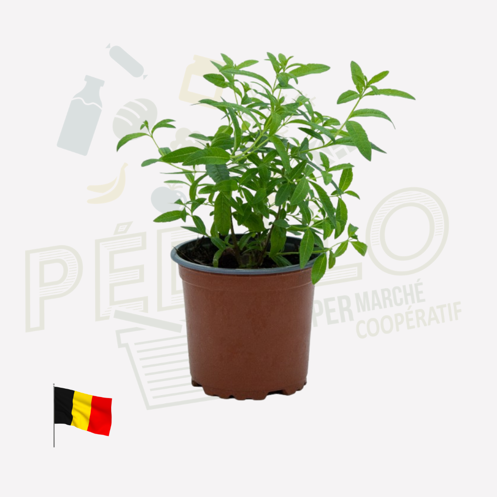Verveine Citronelle CAT I 2PC BE