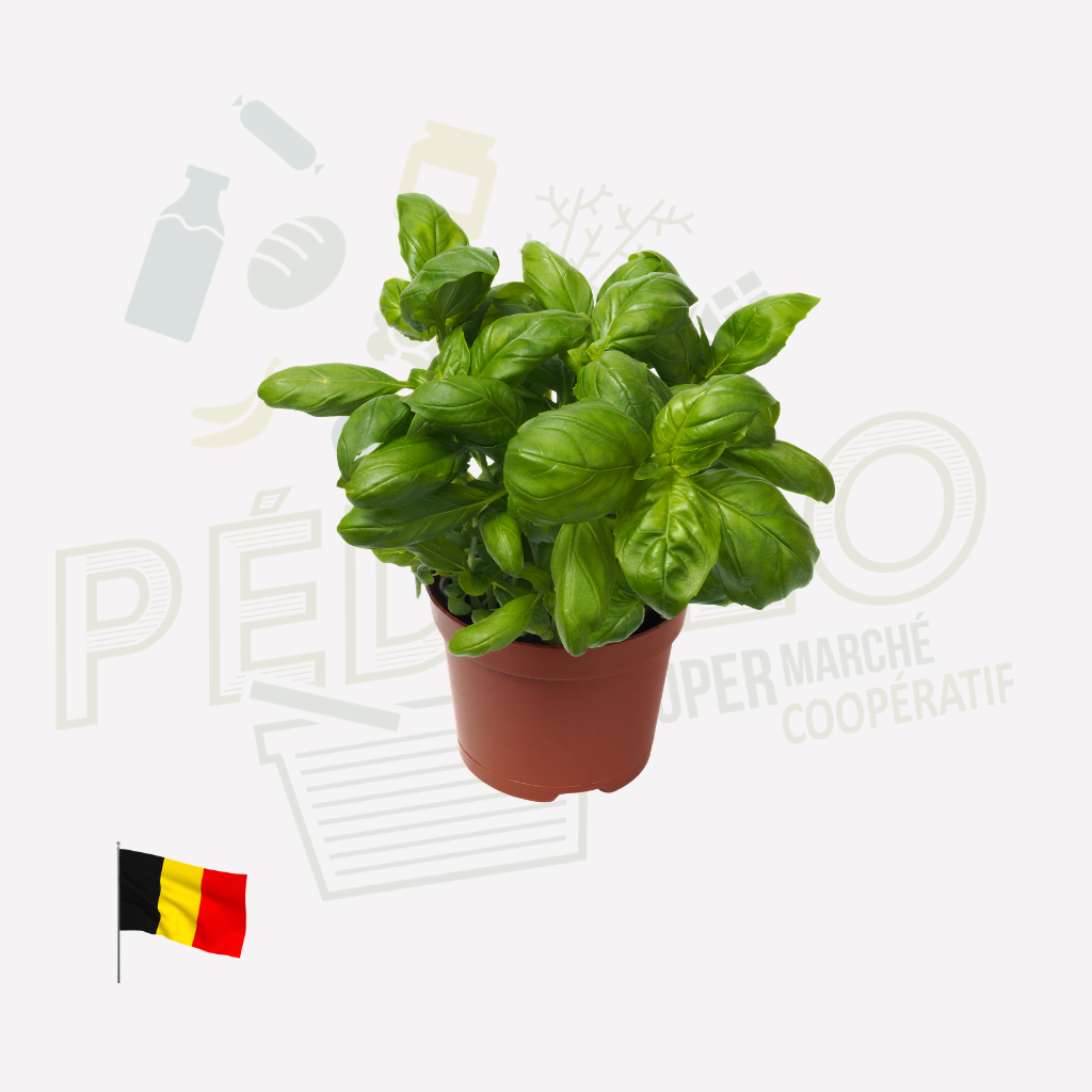 Basilic vert en pot Bio BE