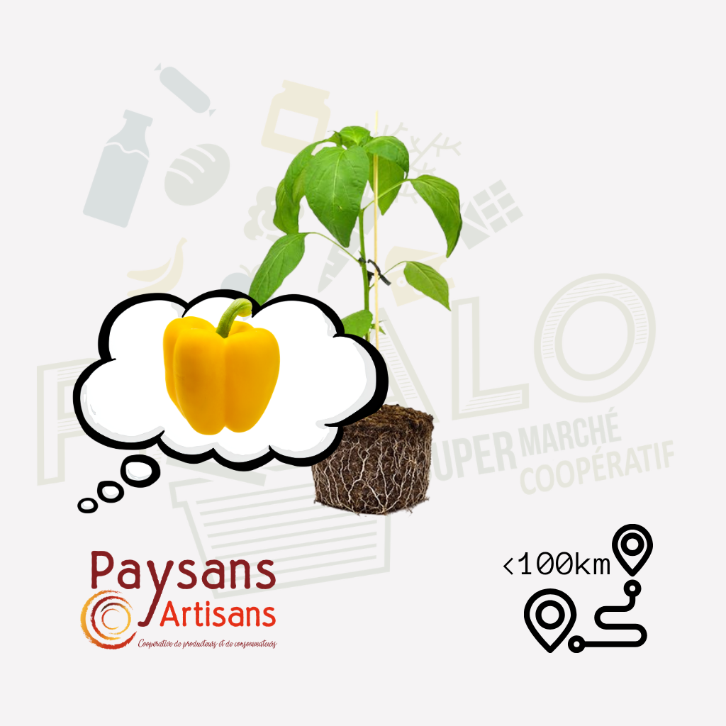 Plant - Poivron jaune