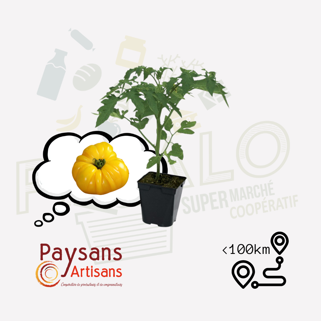 Plant -Tomate Ananas