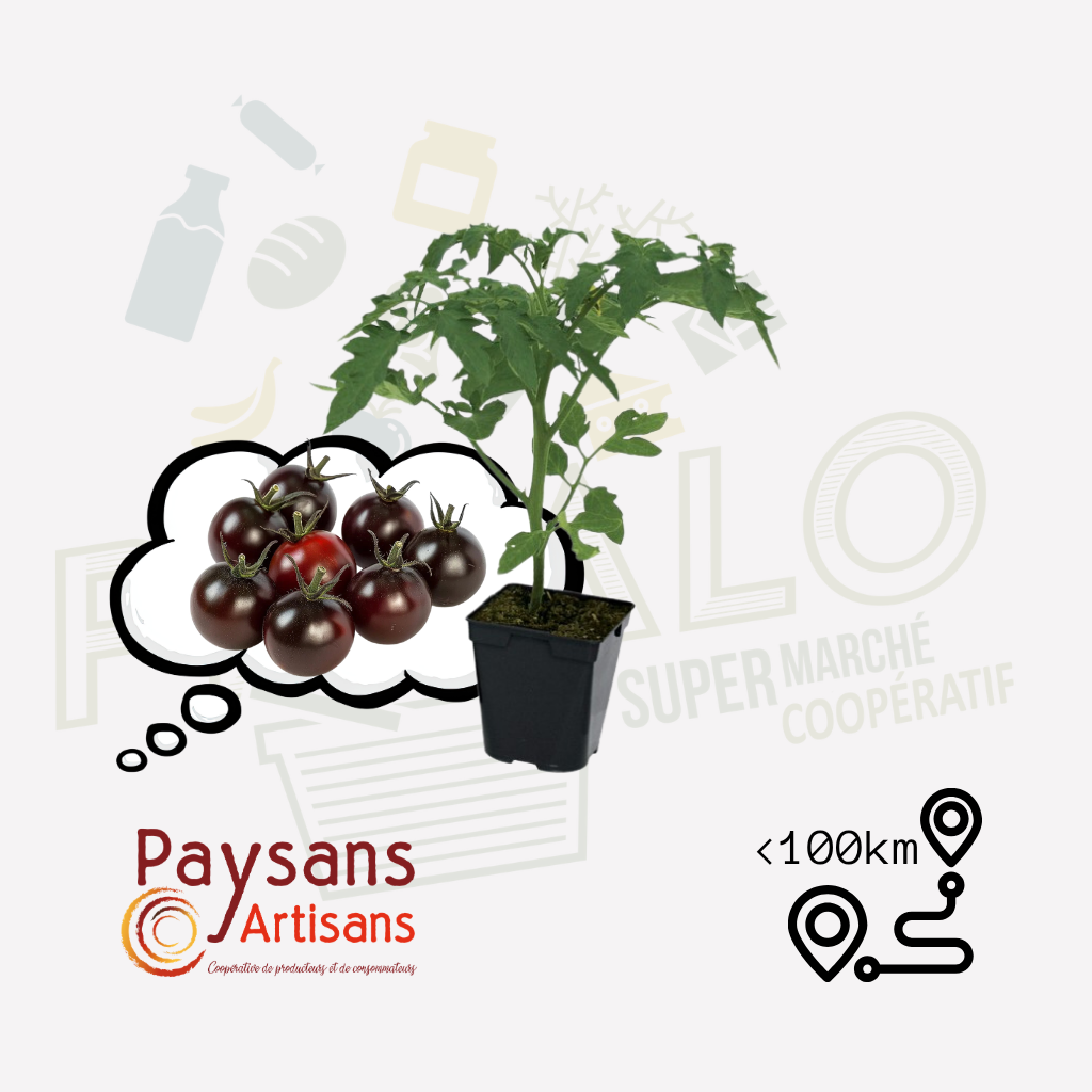 Plant - Tomate cerise Black Cherry