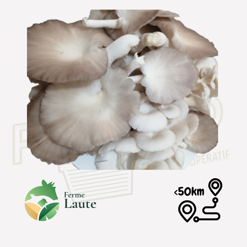 Pleurotes FL - 250g