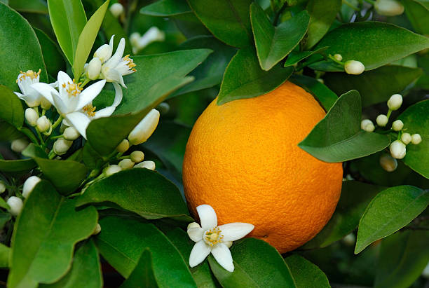 Hydrolat Fleur d'Oranger BIO