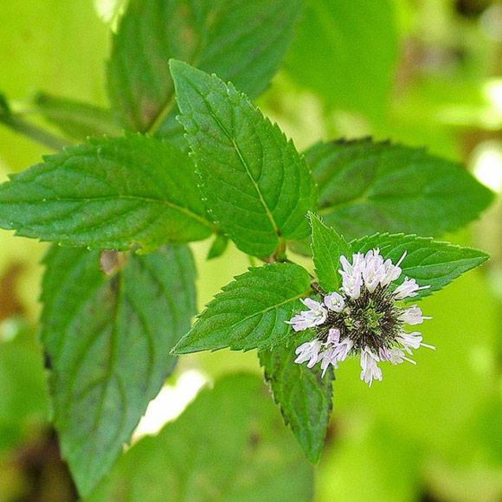 Hydrolat Menthe Poivrée BIO