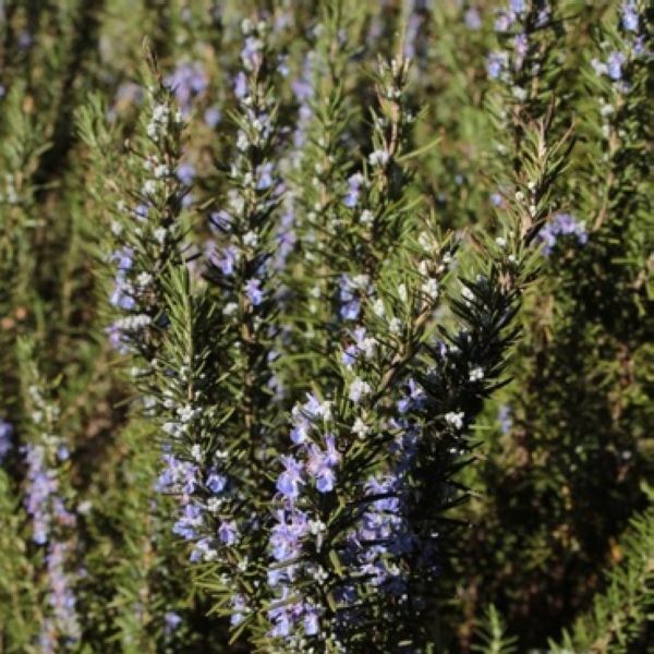 Hydrolat Romarin Verbenone BIO