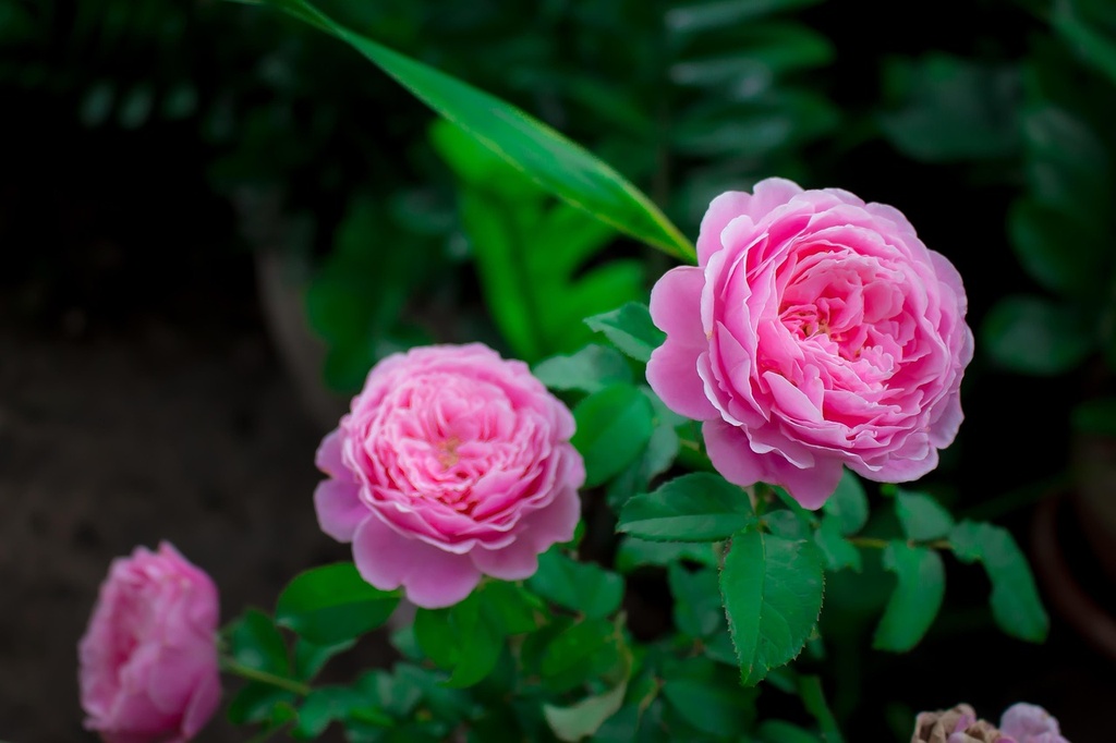Hydrolat Rose BIO