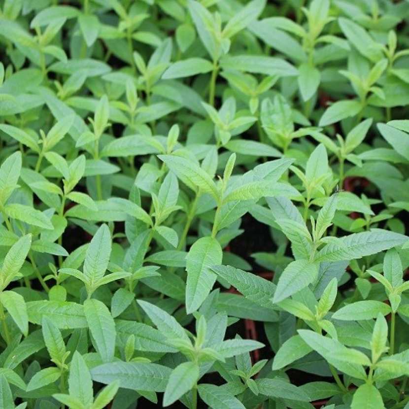 Hydrolat Verveine Odorante BIO