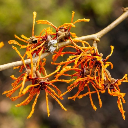 Hydrolat Hamamélis BIO