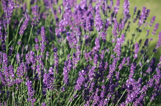 Hydrolat Lavande Vraie BIO