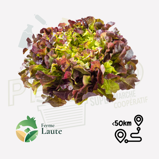 Salade feuille de chêne rouge FL Unité