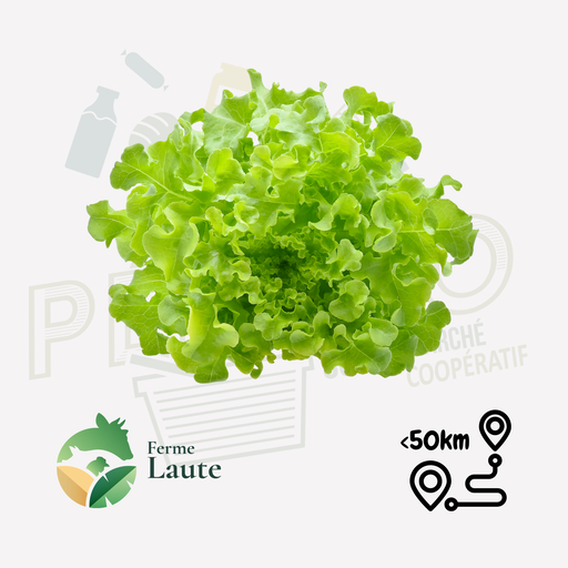 Salade feuille de chêne verte FL Unité