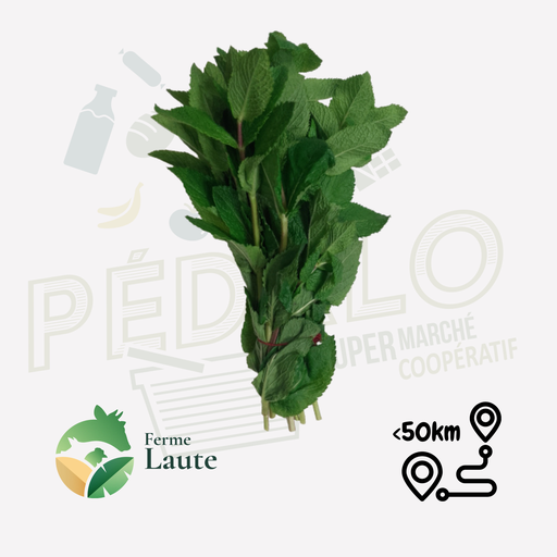 Menthe botte FL Unité