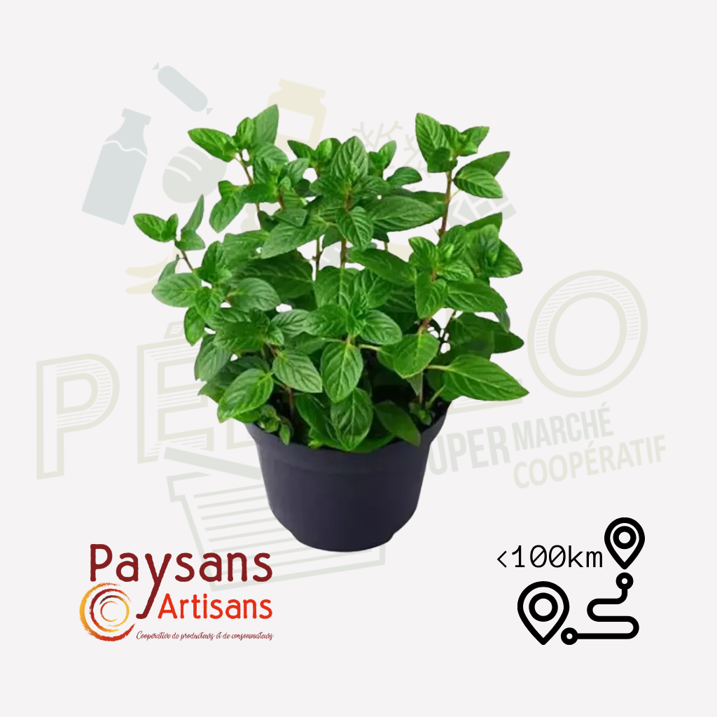 Menthe chocolat vivace - en pot de 1,5l