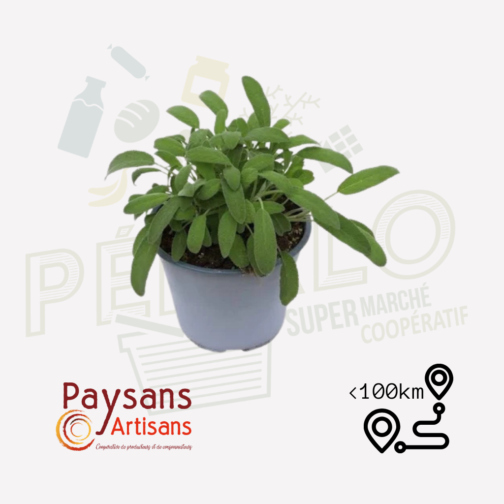 Sauge en pot de 1.5L