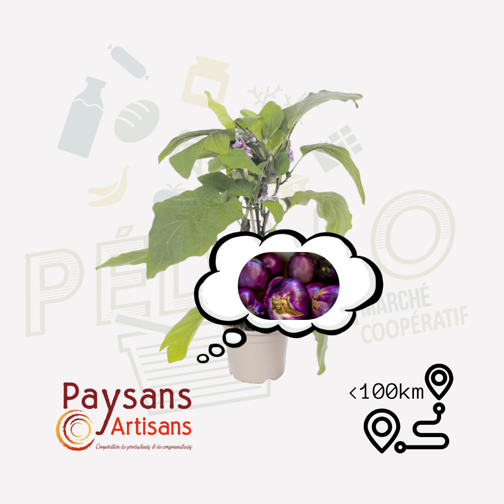 Plant - Aubergine ronda di bianca