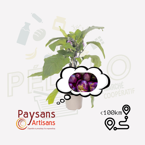 Plant - Aubergine ronda di bianca