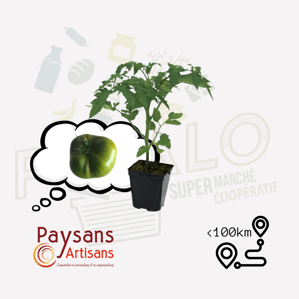 Plant - Tomate verte de Huy