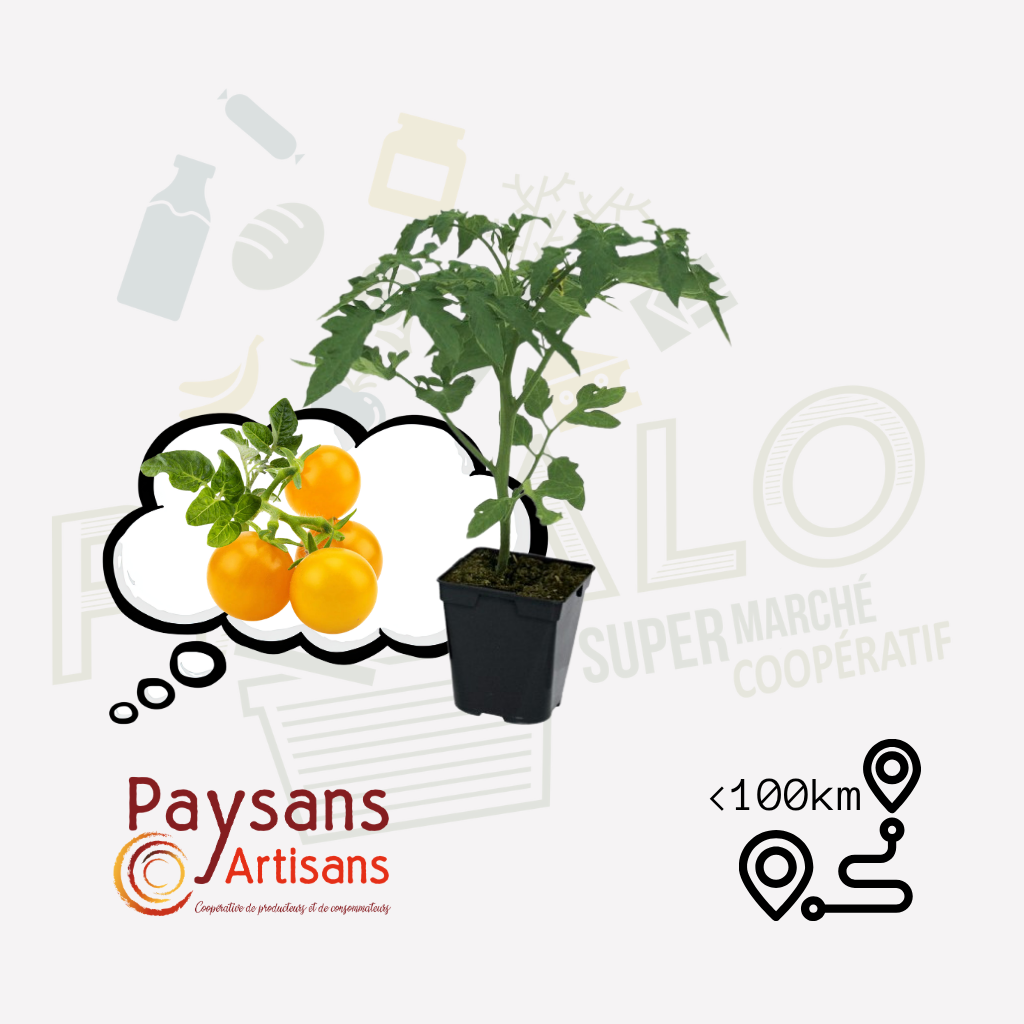Plant - Tomates cerises jaune Yellow submarine