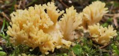 Champignon Crinière de Lion/ Corail sous bois VRAC