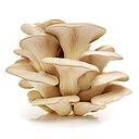 Champignon pleurotes citron sous bois VRAC