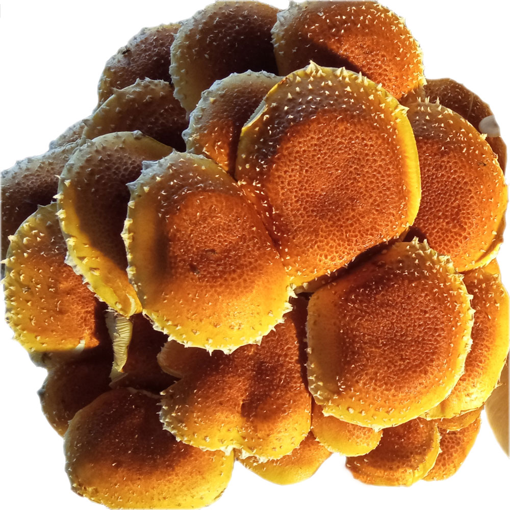 Champignon Adiposa sous bois VRAC