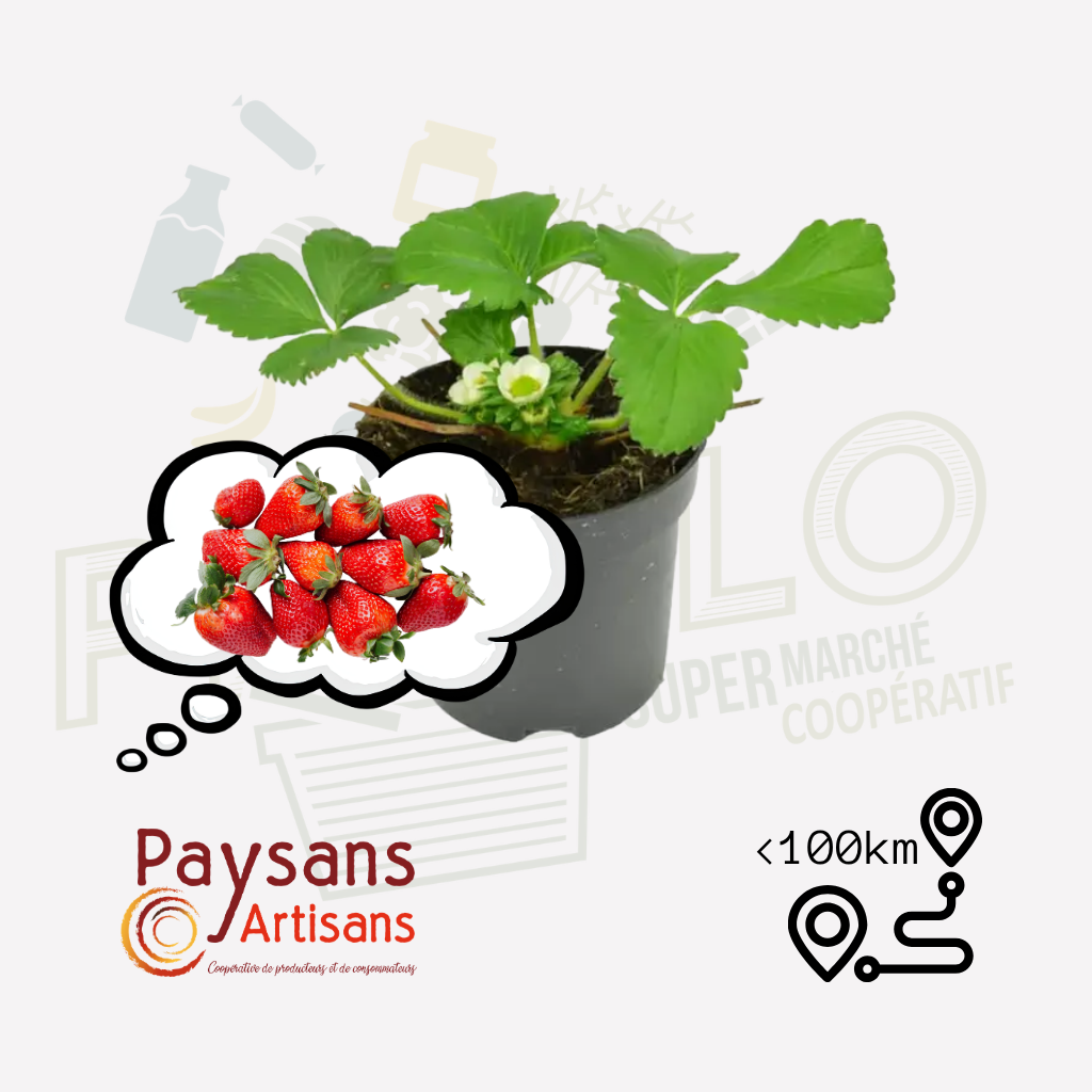 Fraisier - en pot 1,5l