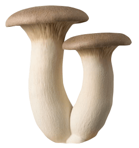 Champignon Erengii sous bois VRAC