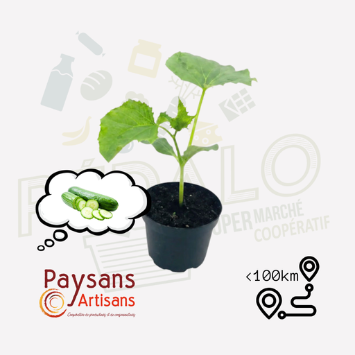 Plant - Concombre vert