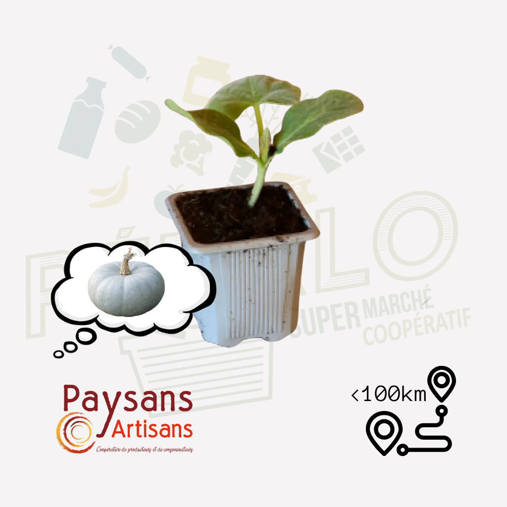 Plant - Potiron Bleu de Hongrie