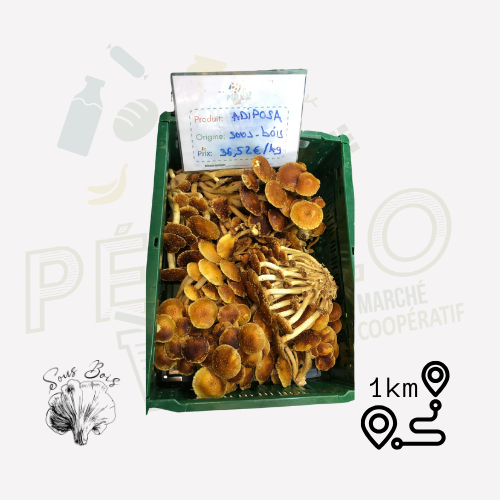 Champignon Adiposa sous bois VRAC - 1 unité = ~100g