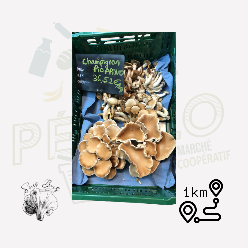 Champignon Pioppino sous bois VRAC - 1 unité = ~100g