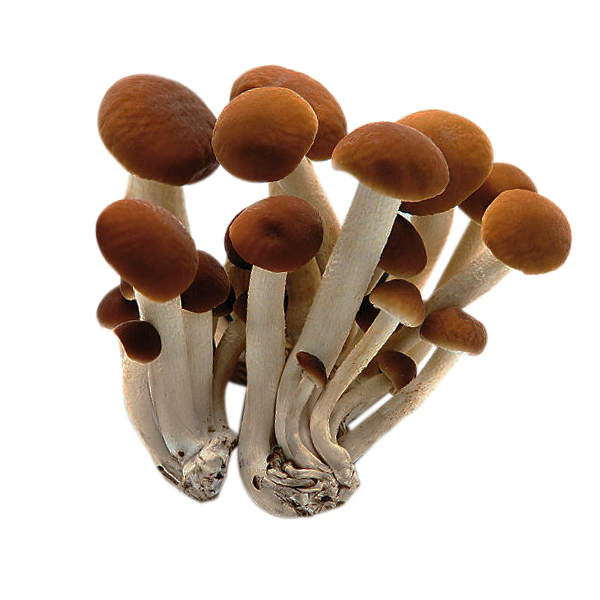 Champignon Pioppino sous bois VRAC - 1 unité = ~100g