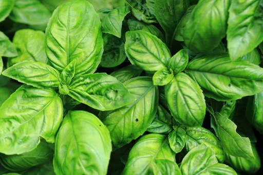 Hydrolat Basilic Grand vert BIO