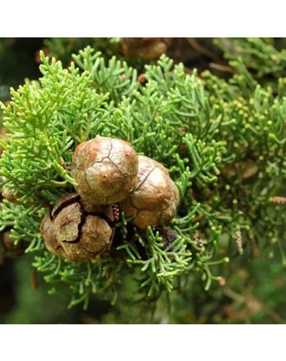 Hydrolat Cyprès BIO
