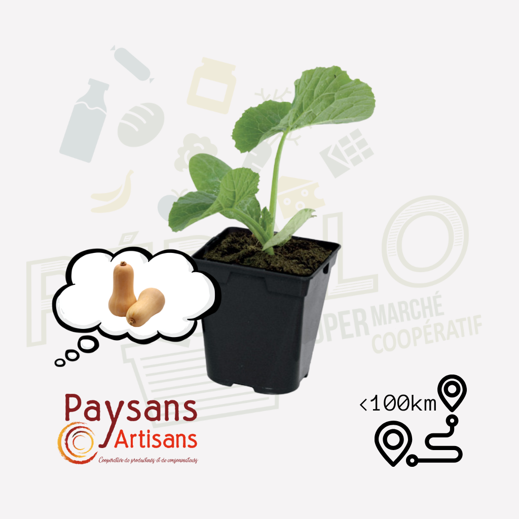 Plant - Butternut