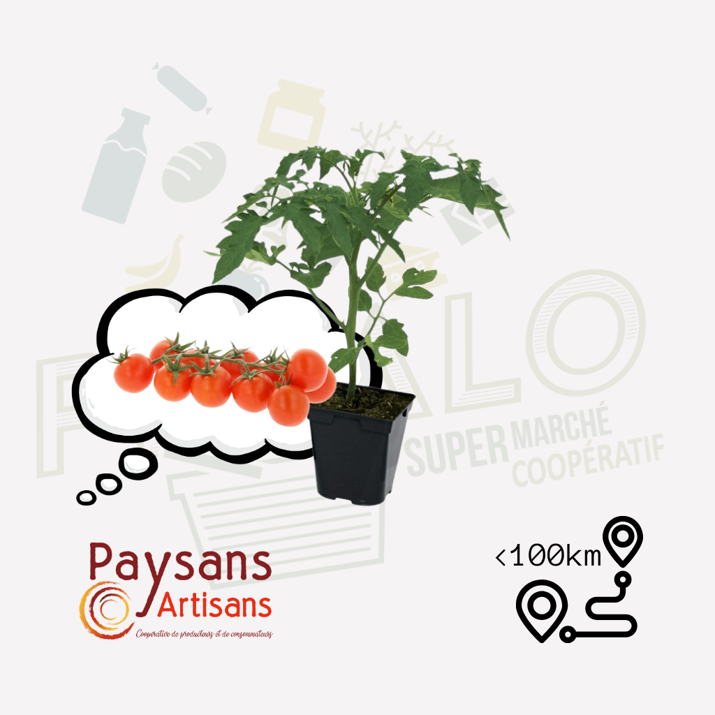 Plant - Tomate cerise Bartely