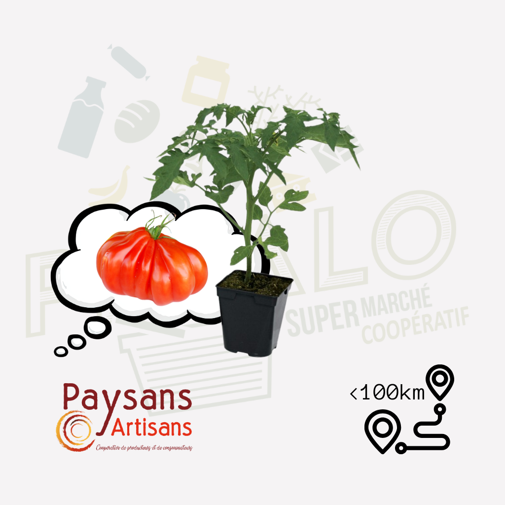 Plant - Tomate Coeur de Boeuf rouge
